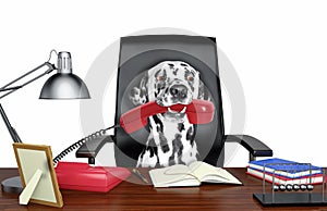 Cute dalmatian dog sitting on leather chair with telephone in his mouth. Isolated on white