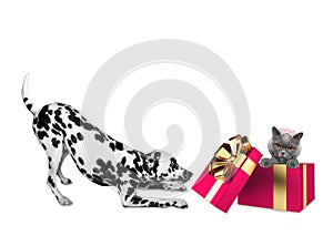 Cute dalmatian dog standing near his birthday gift box with cat