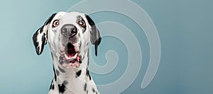 Cute Dalmatian Dog studio shot with pastel color background. Head shot of happy smiling Dalmatian dog, sitting up facing front.