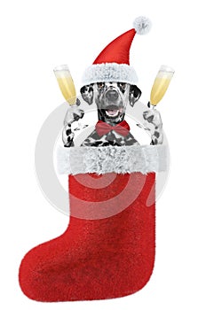 Cute dalmatian dog on a xmas holiday with a glass of champagne