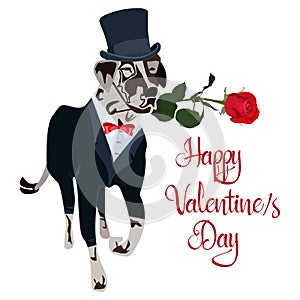 Cute dalmatian pet dog with basket of roses for Valentine Day card, vector