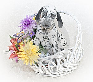 Cute Dalmatian Puppy