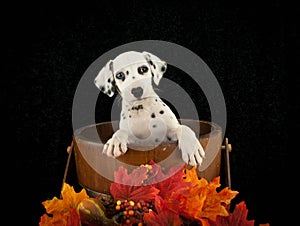 Cute Dalmatian Puppy