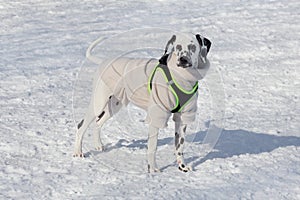 Cute dalmatian puppy in beautiful pet clothing is standing in the winter park. Pet animals