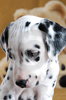 Cute dalmatian puppy  looking at floor