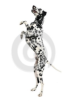 Cute dalmatians stand up to two legs in white background photo s