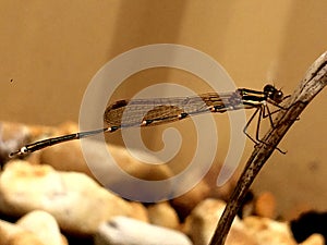 Cute Damsel fly 1