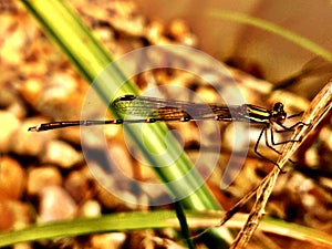 Cute Damsel fly 1