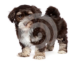 Cute dark chocholate havanese puppy dog is standing