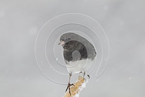 Cute Dark-eyed Junco on branch in snow