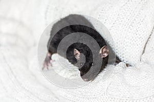 Cute dark grey fancy rat on snow white sweater