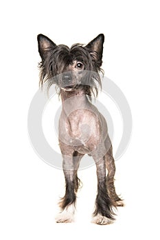 Cute dark naked chinese crested dog standing and facing the came