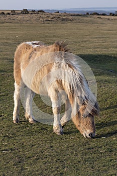 Cute Dartmoor Pony