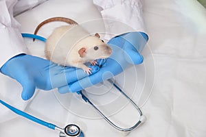 cute decorative domestic rat in the hands of a doctor, hands in medical gloves hold a rodent