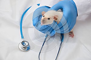 cute decorative domestic rat in the hands of a doctor, hands in medical gloves hold a rodent