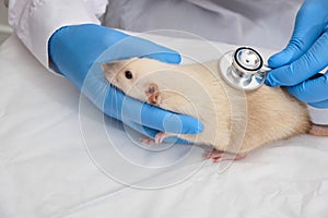 cute decorative domestic rat in the hands of a doctor, hands in medical gloves hold a rodent