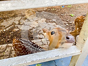 Cute deer in a cage. Spotted deer in captivity.