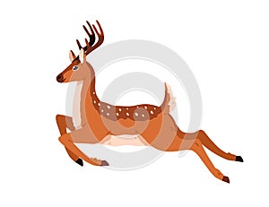 Cute deer jumping over, running. Happy baby reindeer in motion. Graceful dotted fawn moving. Profile of spotted horny photo