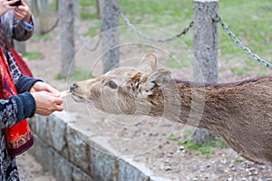 Cute deer in the Nara Prefecture, Kansai region, Japan