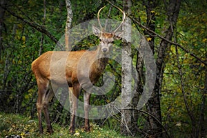 Cute Deer in the Parco Nazionale D`Abruzzo photo