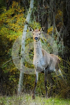Cute Deer in the Parco Nazionale D`Abruzzo photo