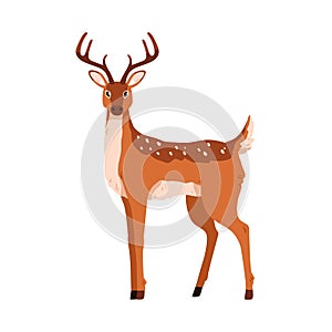 Cute deer portrait. Happy baby reindeer standing and looking. Graceful fawn. Adorable spotted bambi animal with antlers