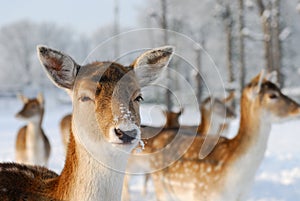 Cute deer in winter