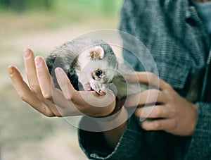 Cute and defenseless ferret tries to escape from the hands of a person, a wild animal shows aggression and anger, social