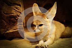Cute desert fennec fox lying down looking away from the camera
