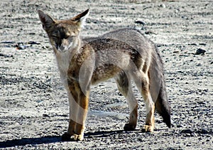 A cute desert fox on the way to Base de las Torres in Torres del Paine National Park in Chile, Patagonia