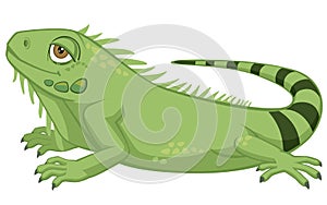Cute Detailed Pet Iguana Cartoon Style Vector Illustration Isolated on White