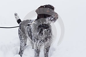 Cute deutsch drahthaar is standing on a white snow in the winter park. Pet animals photo