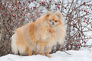 Cute deutscher spitz puppy is looking at the camera in the winter park. Pet animals