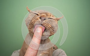 cute devon rex cat licking finger of human hand on green background