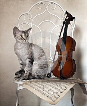 Cute devon rex cat and violin with bow on white vintage chair.