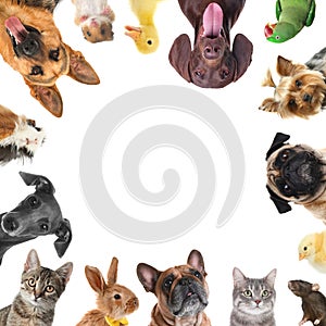 Cute different animals on white background, collage