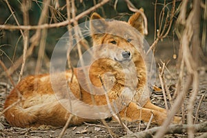 Cute dingo dog in the dry habitat