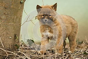 Cute dingo puppy in the dry habitat