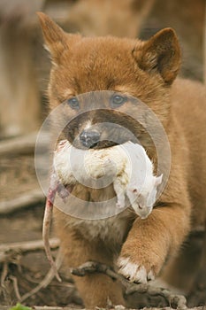 Cute dingo puppy in the dry habitat