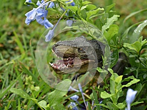 Dinosaur in the the tiny blue flowers