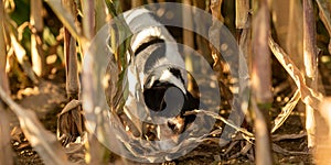 Cute disobedient Jack Russell Terrier Dog has escaped and is following a lead in the maize field in autumn