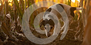 Cute disobedient Jack Russell Terrier Dog has escaped and is following a lead in the maize field in autumn