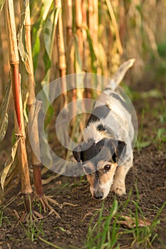 Cute disobedient Jack Russell Terrier Dog has escaped and is following a lead in the maize field in autumn