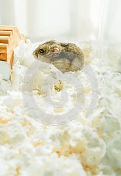 Cute Djungarian hamster image sprue sapphire