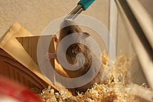 Cute Djungarian hamster image sprue sapphire