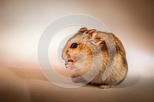 Cute Djungarian hamster image (sprue sapphire)