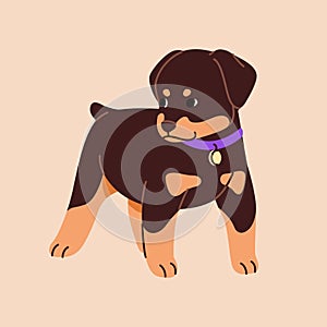 Cute Doberman pinscher pup stands. Baby Rottweiler with collar with plate. Serious puppy of guard dog breed. Amusing