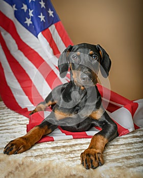 Cute Doberman Pinscher puppy with American Flag