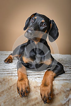 Cute Doberman Pinscher puppy lying on blanket