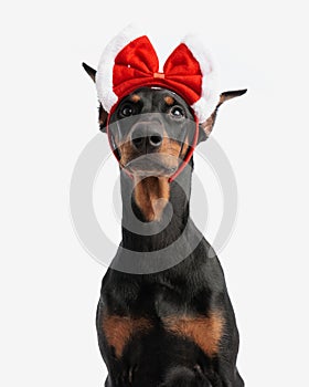 cute dobermann wearing christmas headband